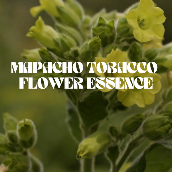 Mapacho Tabaku Flower Essence