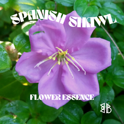 Spanish Shawl Flower Essence