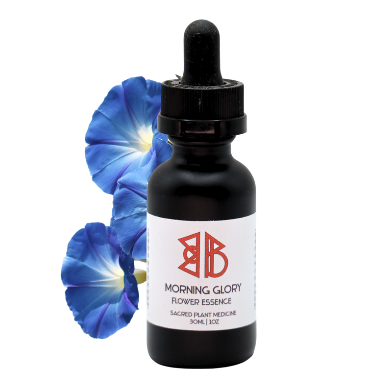 Morning Glory Flower Essence