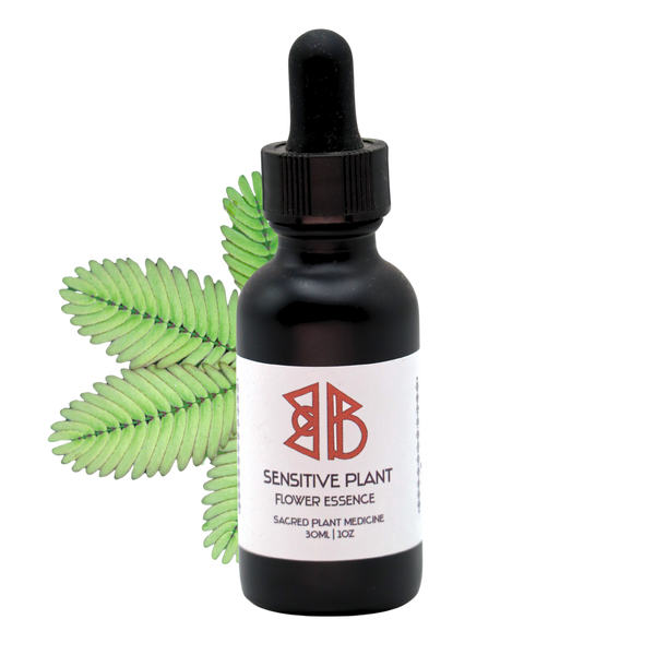 Sensitive Plant aka Morivivi Flower Essence